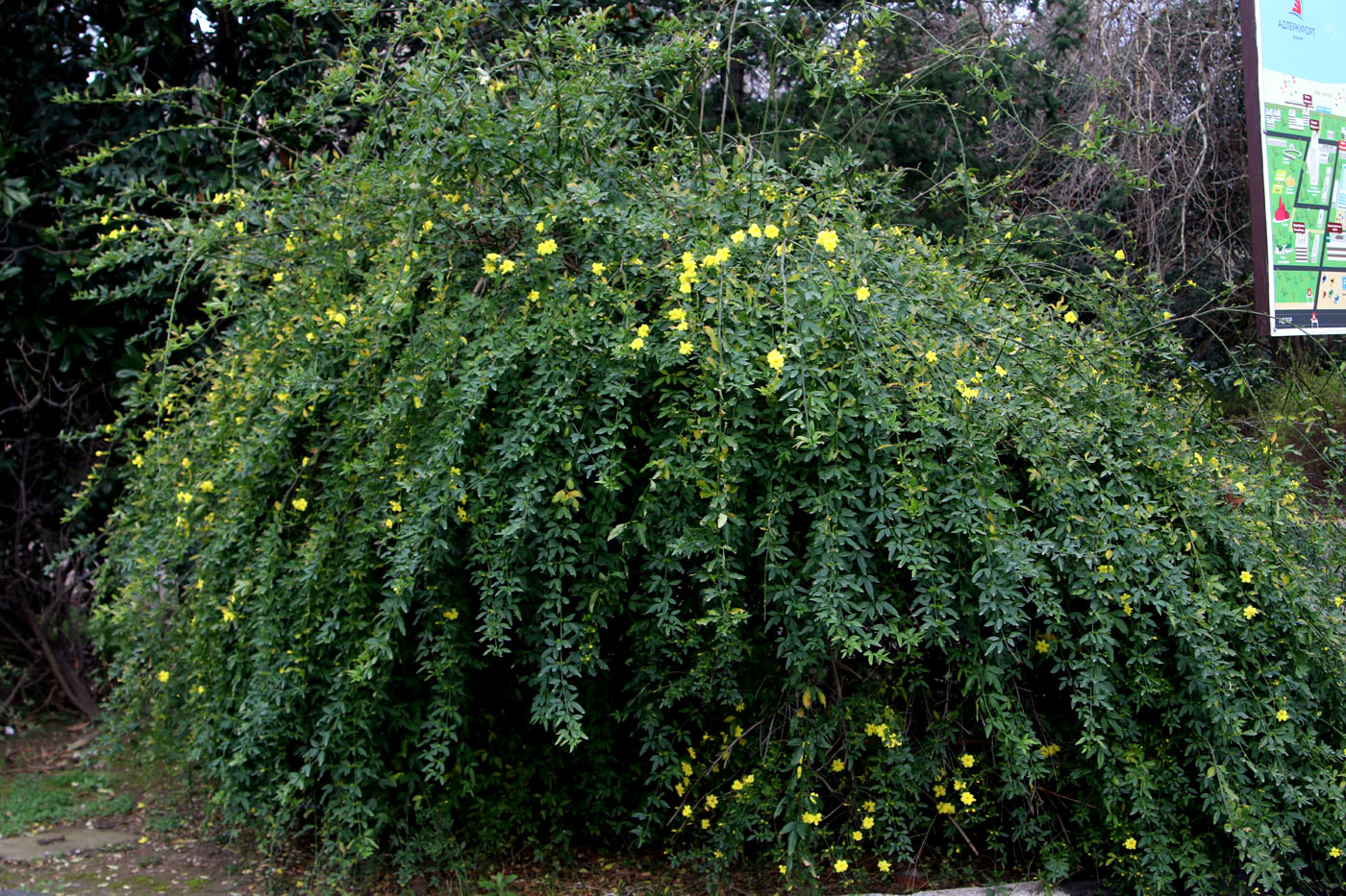 Изображение особи Jasminum mesnyi.