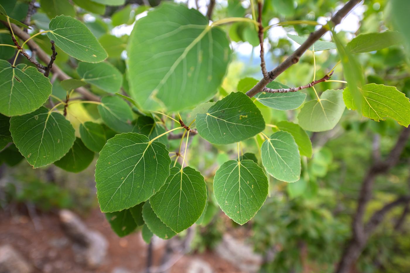 Изображение особи Populus davidiana.