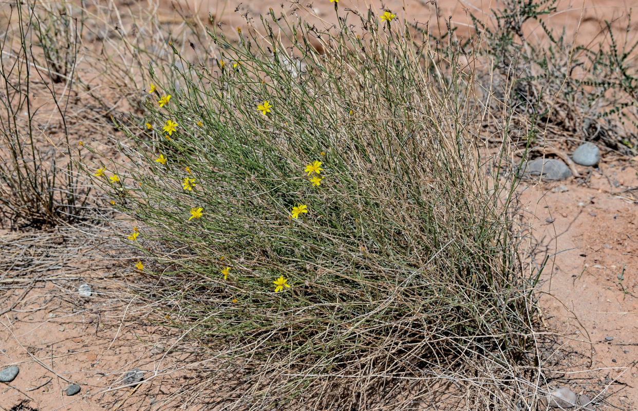 Image of Scorzonera divaricata specimen.