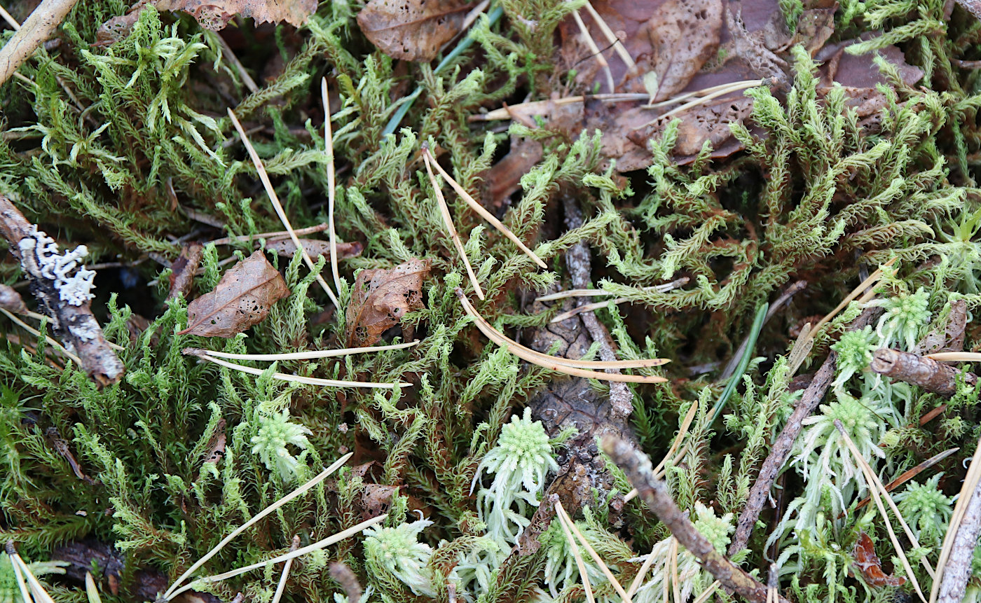 Image of Aulacomnium palustre specimen.