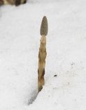 Equisetum sylvaticum. Молодое растение со стробилом. Московская обл., ГО Химки, окр. дер. Елино, сырой березняк. 01.05.2026.