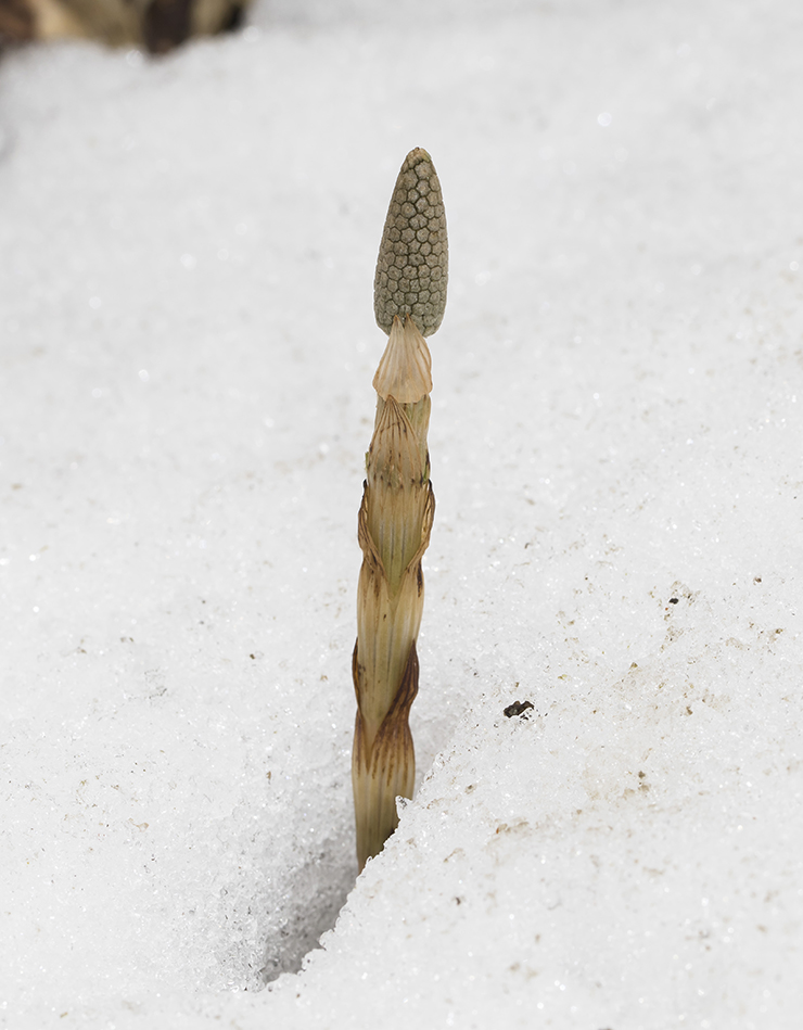 Изображение особи Equisetum sylvaticum.