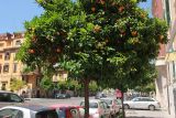 Citrus maxima. Плодоносящее дерево. Италия, г. Рим, ул. Катании (Via Catania). 8 июня 2017 г.