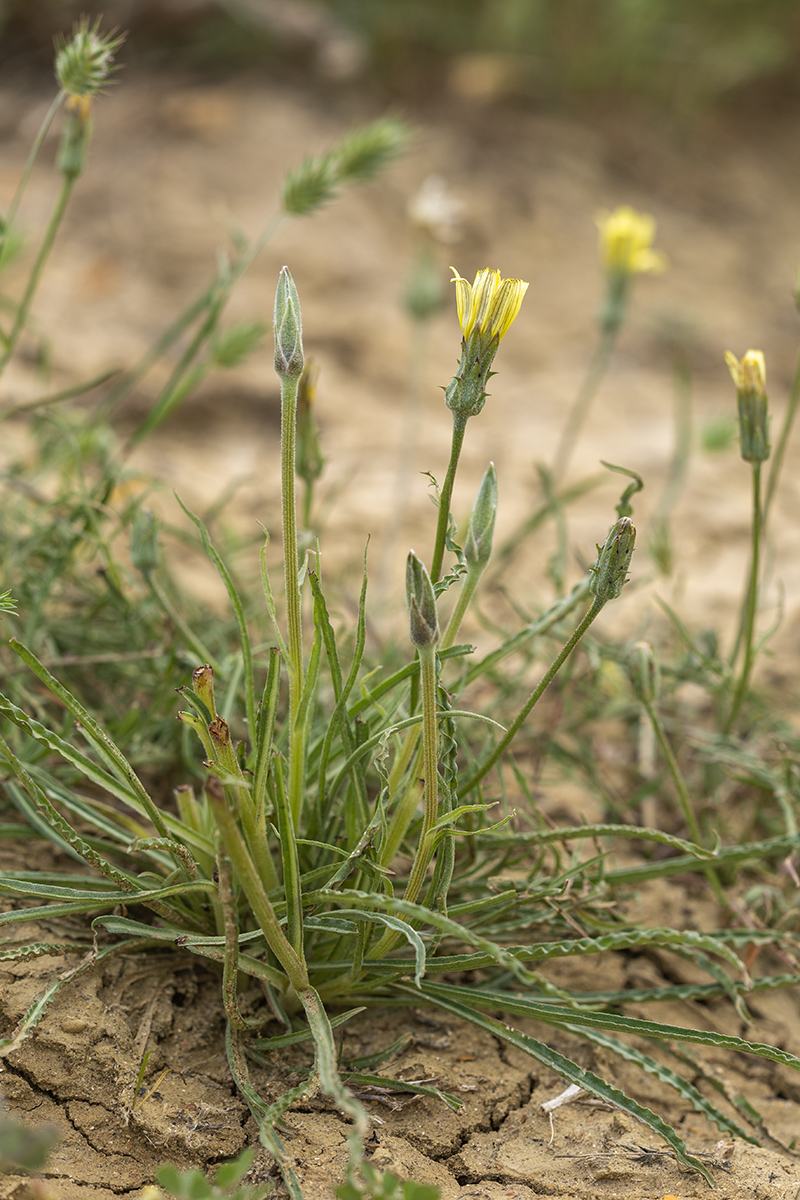 Image of genus Scorzonera specimen.