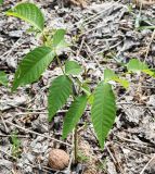 Juglans regia. Проросток в куче листьев; на правом листе отсутствует листочек. Волгоград. 05.06.2026.