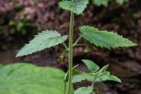Scrophularia divaricata. Часть побега (видны адаксиальные стороны листьев и соцветия в их пазухах). Республика Адыгея, Майкопский р-н, ок. 6 км к югу от с. Новопрохладное, хр. Ду-Ду-Гуш, СВ склон, верховья балки Воровская, в глинисто-каменистом русле. 14.06.2026.