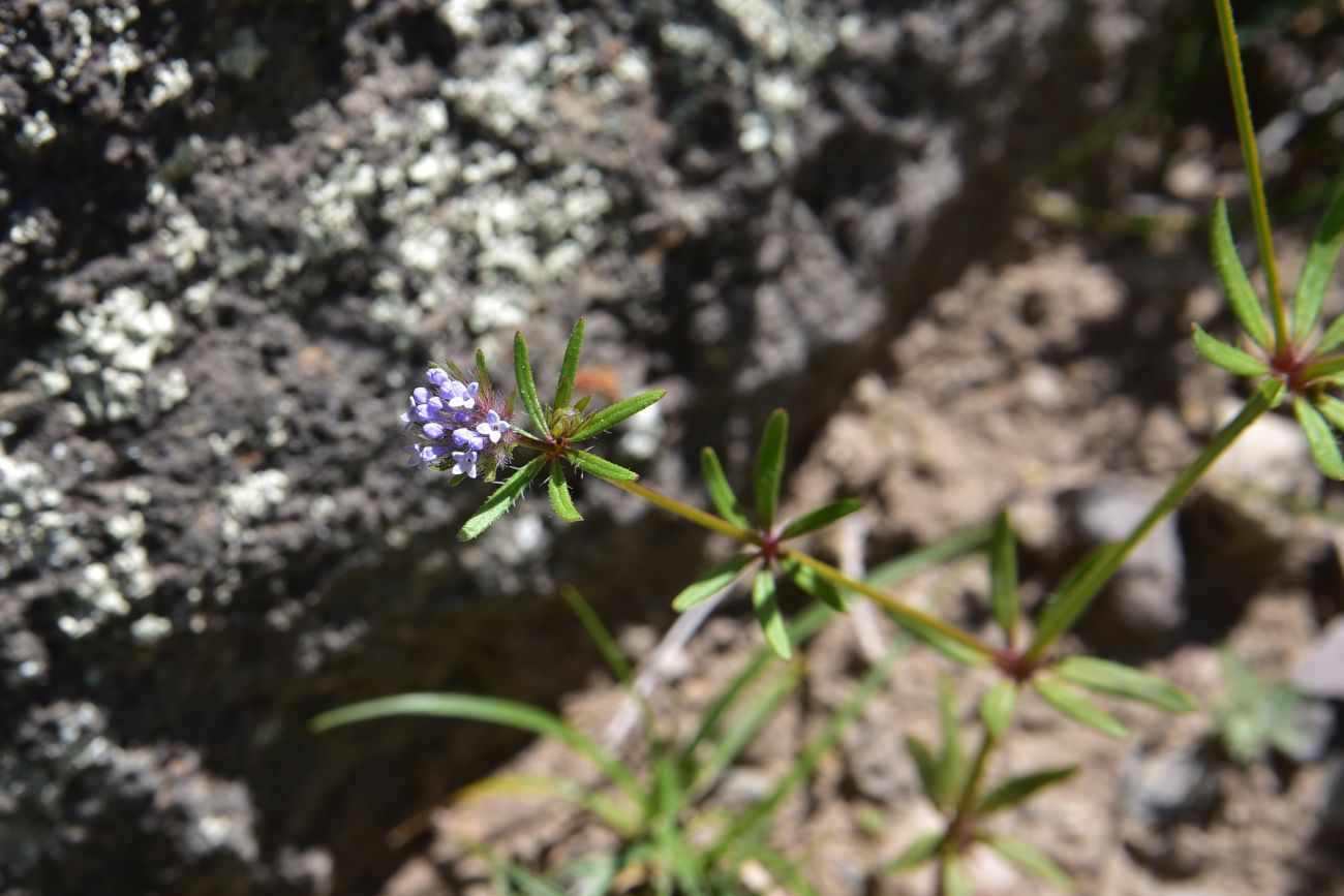 Image of Asperula arvensis specimen.