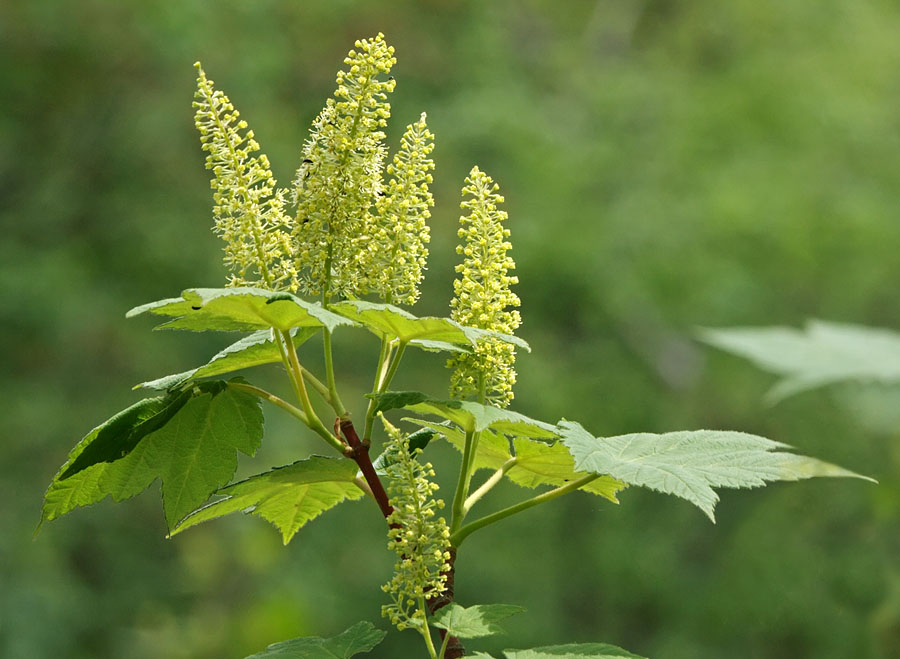 Image of Acer ukurunduense specimen.