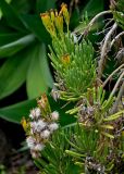 Kleinia barbertonica