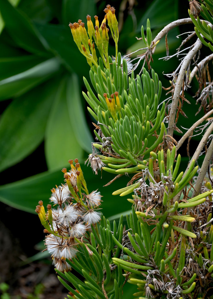 Image of Kleinia barbertonica specimen.
