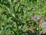 genus Cirsium