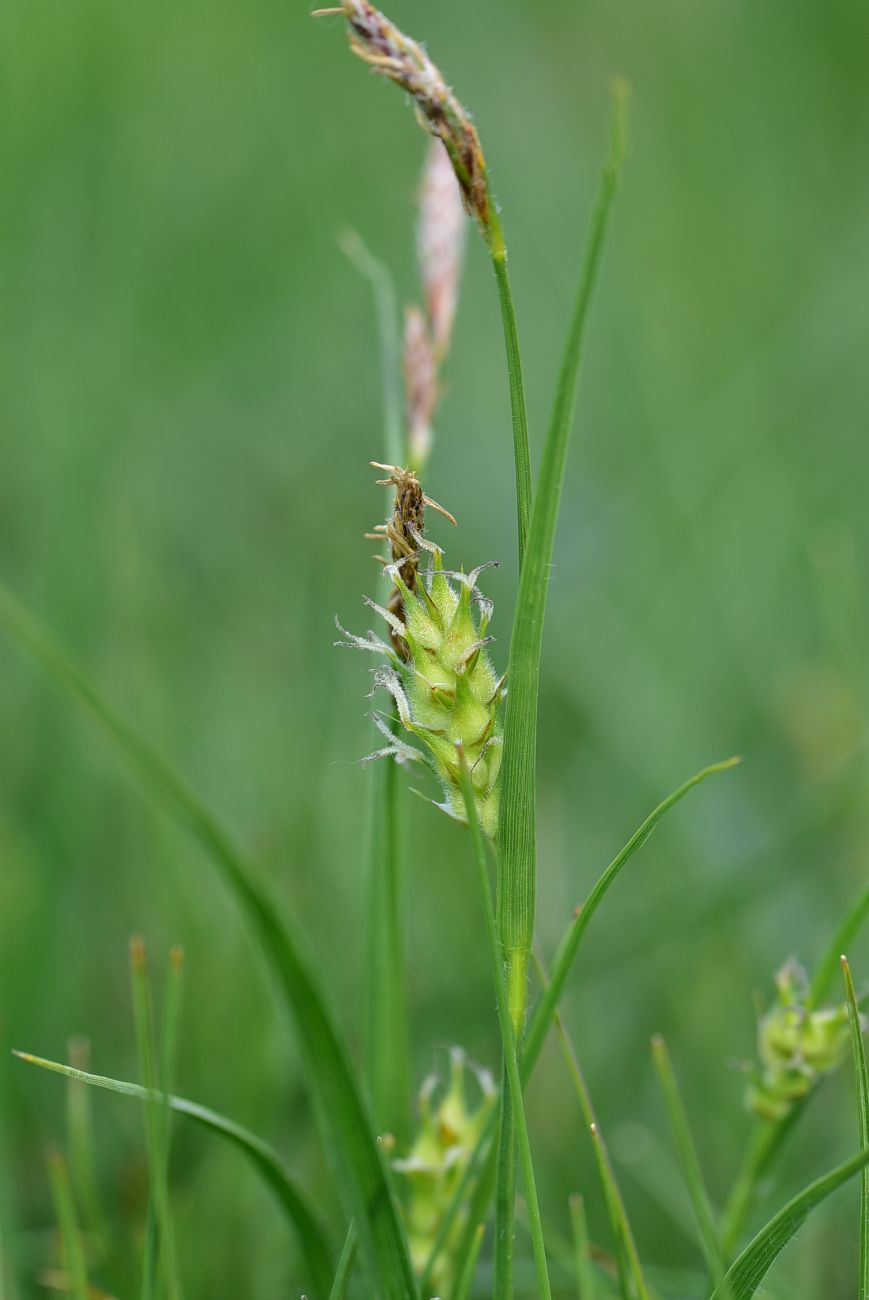 Изображение особи Carex hirta.