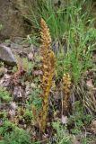 genus Orobanche. Цветущее растение. Турция, ил Артвин, дер. Багджилар (Bağcılar), нижняя часть склона. 12 июня 2026 г.