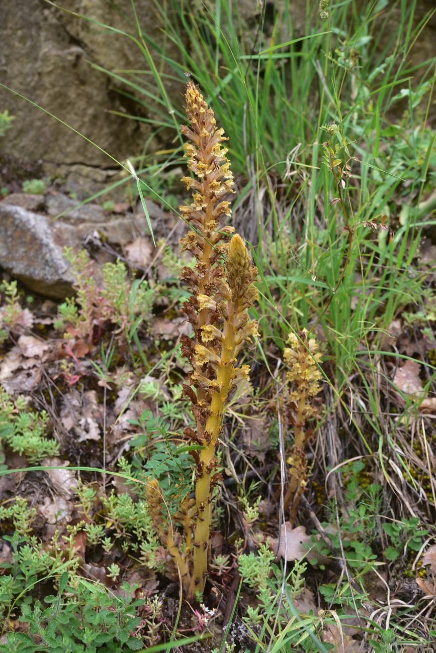 Изображение особи род Orobanche.