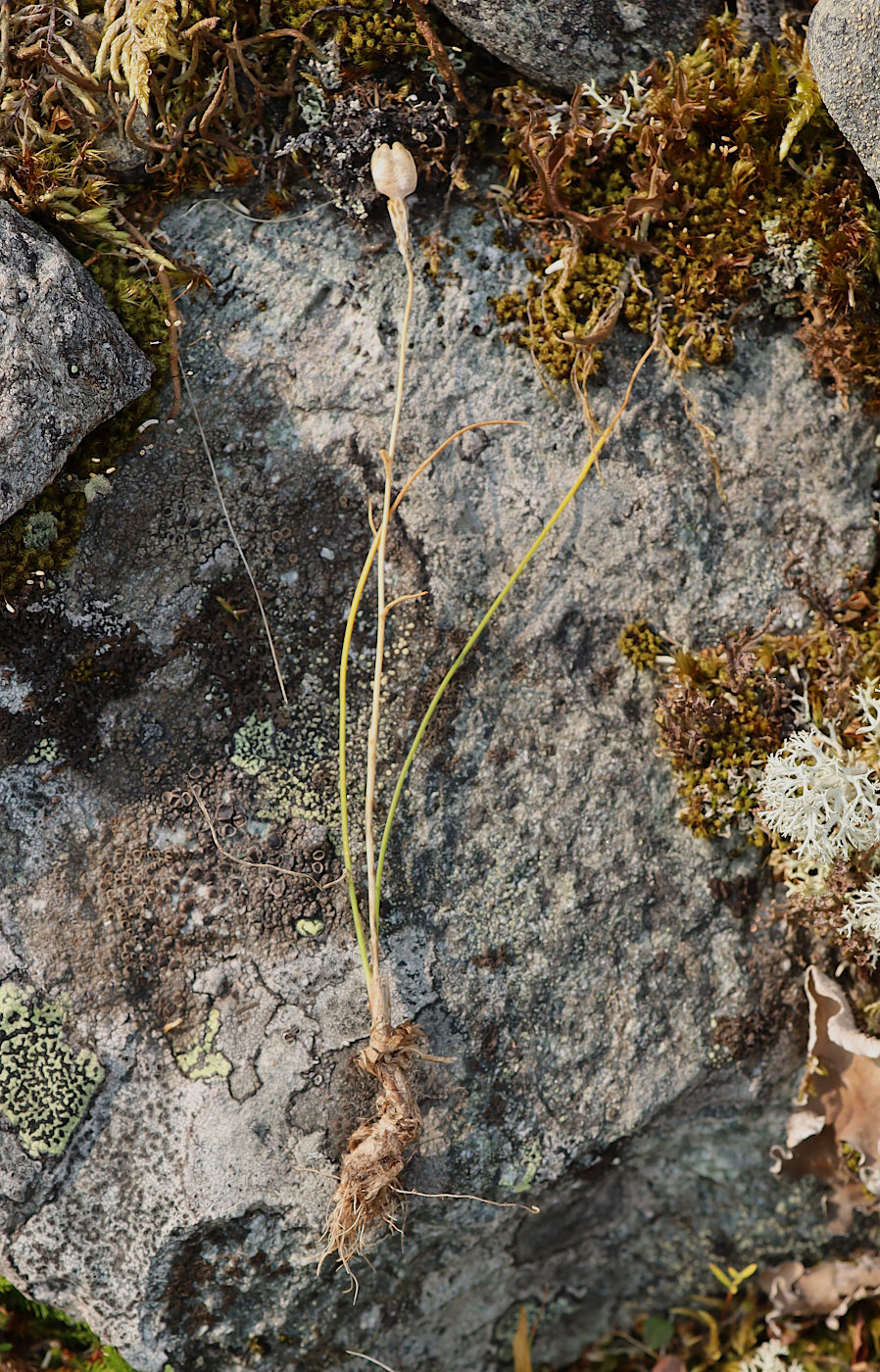 Image of Lloydia serotina specimen.