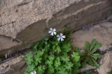 unknown species. Цветки. Турция, ил Артвин, монастырь Парехи, подножие скальной стенки у малого грота. 12 июня 2026 г.