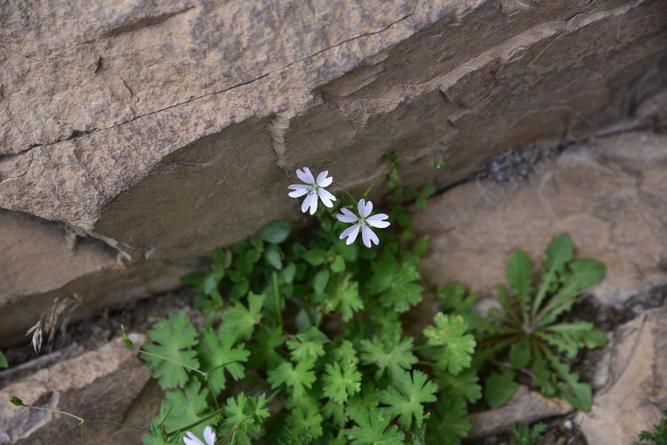 Image of Unknown species specimen.