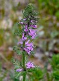 Pedicularis verticillata. Верхушка побега с соцветием. Китай, пров. Ганьсу, хр. Циляньшань, дол. Матисы, ≈ 2600 м н.у.м., каменистый склон. 05.06.2025.