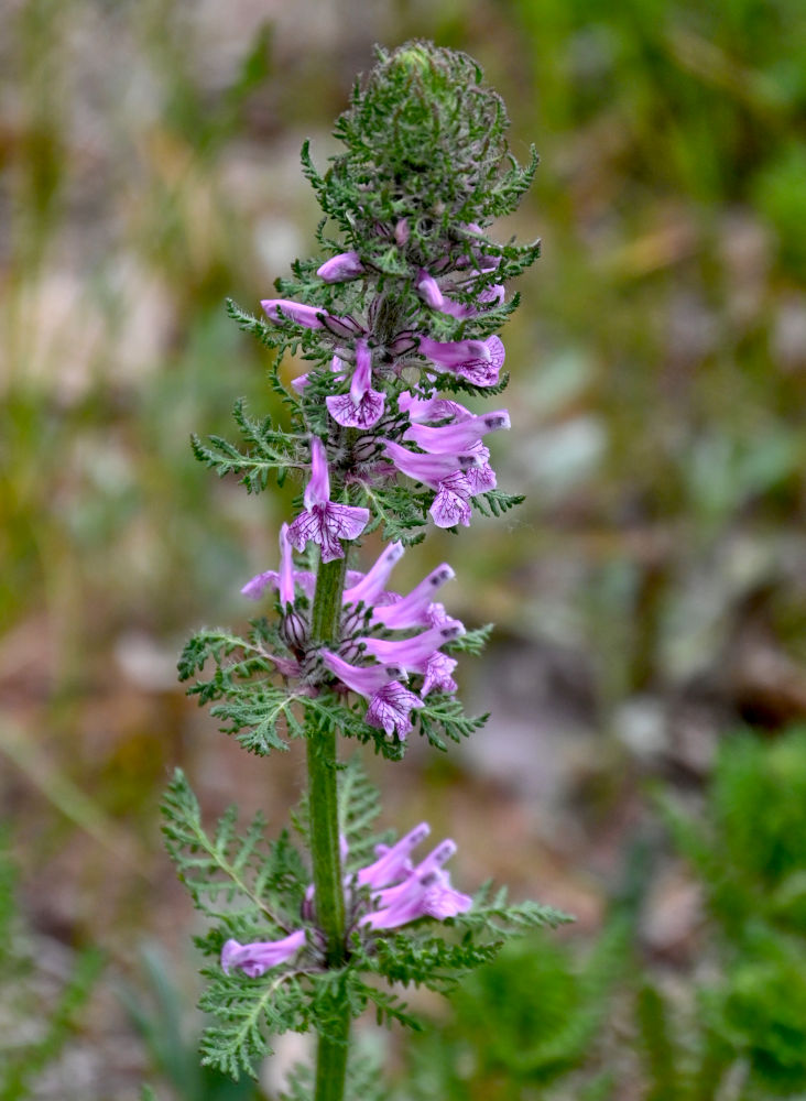 Image of Pedicularis verticillata specimen.
