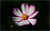 Cosmos bipinnatus. Соцветие ('Карусель'). Московская обл., Раменский р-н, окр. дер. Хрипань, садовый участок. 24.09.2026.