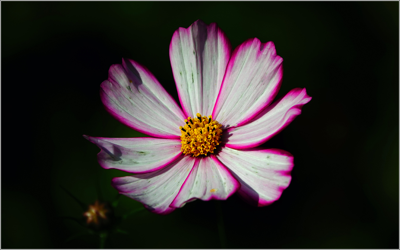 Изображение особи Cosmos bipinnatus.