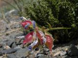 Oxytropis trichophysa