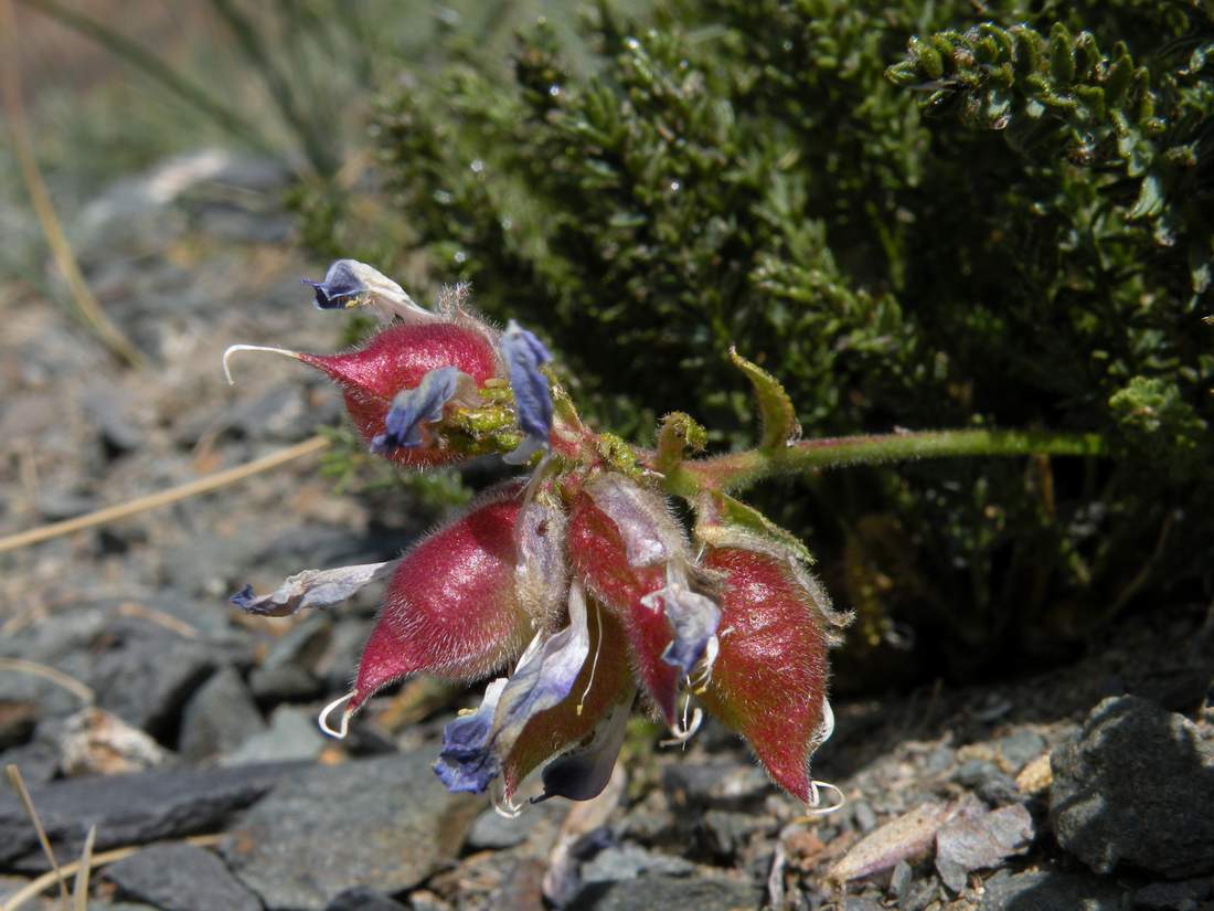 Изображение особи Oxytropis trichophysa.