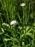 genus Allium. Соцветие. Турция, ил Артвин, р-н Юсуфели, окр. дер. Дамлаташ, выс. 1912 м н.у.м., луг. 13 июня 2026 г.