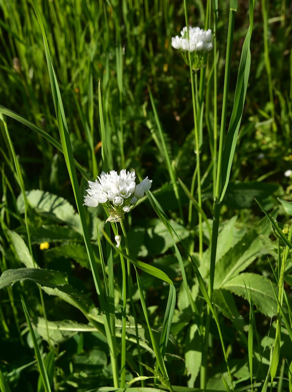 Image of genus Allium specimen.