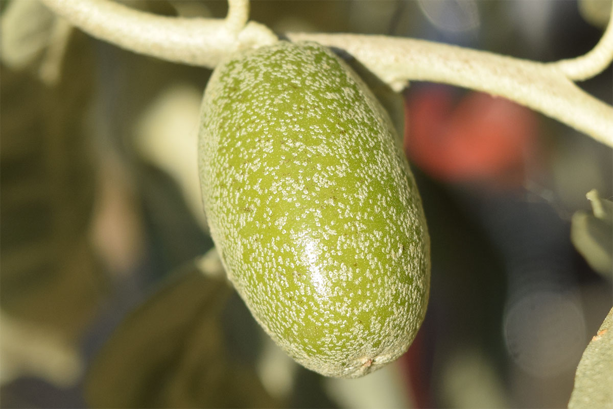 Изображение особи Elaeagnus littoralis.