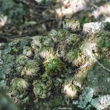 Selaginella tamariscina. Сухие растения на скальной породе. Приморский край, Уссурийский гор. округ, окр. с. Монакино. 28.05.2011.