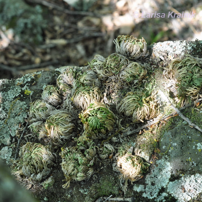 Image of Selaginella tamariscina specimen.