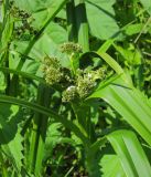 Scirpus sylvaticus. Верхушка цветущего растения. Татарстан, Бугульминский р-н. 11.06.2011.
