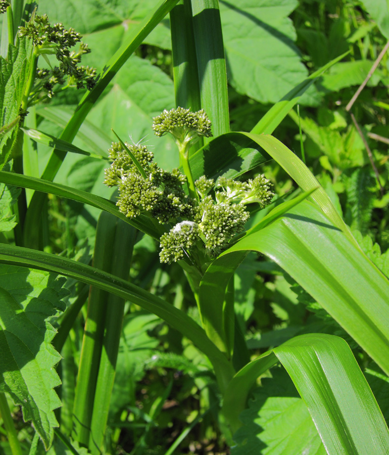 Изображение особи Scirpus sylvaticus.