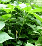 Arisaema amurense. Отцветшее растение. Москва, ГБС РАН. 17.06.2011.