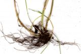 Poa sylvicola