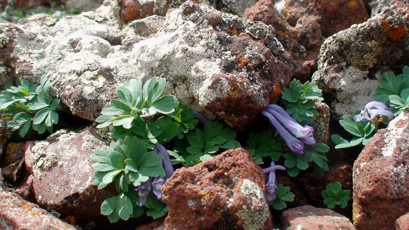 Image of Corydalis alpestris specimen.