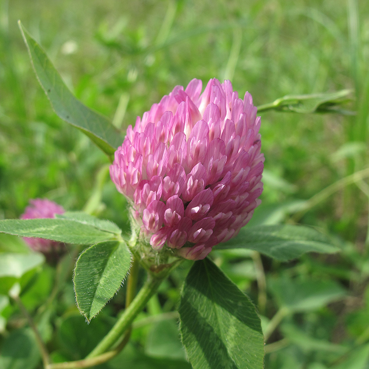 Изображение особи Trifolium pratense.