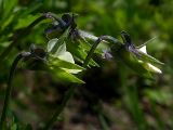 Viola arvensis. Цветы - вид сбоку: видно, что шпорцы имеются даже у чашелистиков, и они почти полностью прикрывают шпорец венчика. Киев, поляна в Святошинском лесу. 5 мая 2008 г.