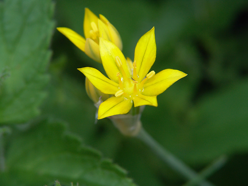 Изображение особи Allium moly.