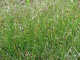 Equisetum variegatum