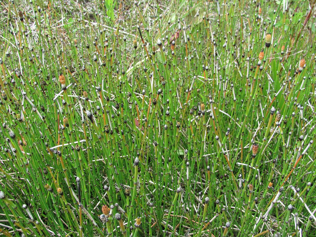 Image of Equisetum variegatum specimen.