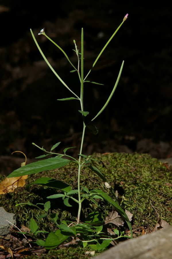 Изображение особи Epilobium lanceolatum.