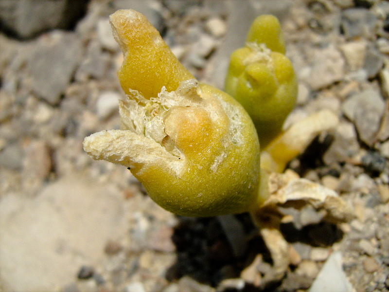 Image of Mesembryanthemum cryptanthum specimen.