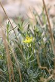 Haplophyllum griffithianum. Цветок и побеги. Таджикистан, Чиличёр Чашма. 16.04.2011.