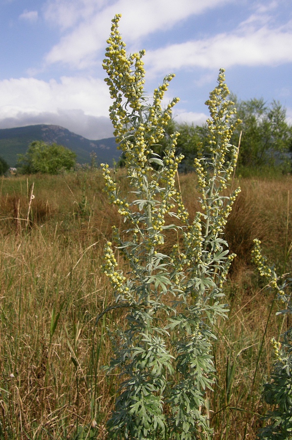 Image of Artemisia absinthium specimen.