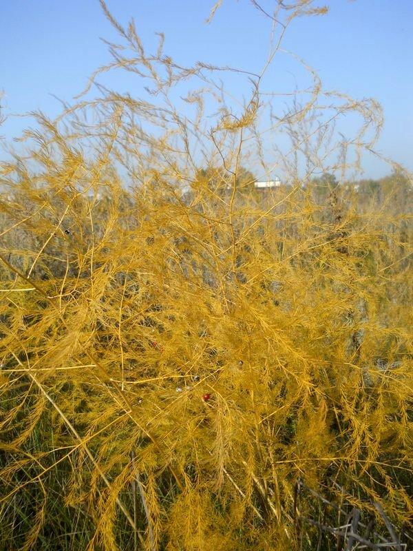 Image of Asparagus officinalis specimen.