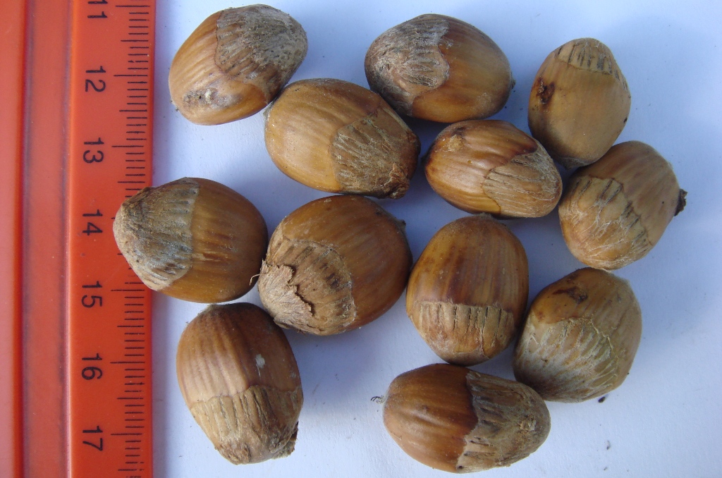 Image of Corylus colurna specimen.