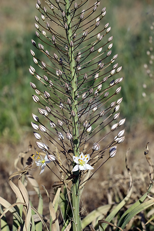 Изображение особи Eremurus olgae.