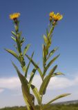 Inula aspera